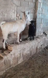 کولاردوقلوزاه ابستن باکهرماده