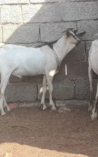 نری صومال و غوچ برشن