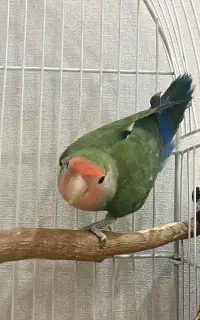 کوتوله ماده