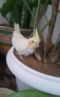 عروس هلندی