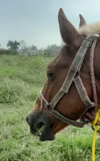 اسب کرند گم شده.