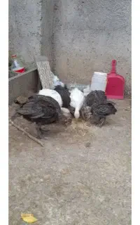 7عردد جوجه پوفلمون