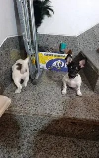 جفت نر و ماده سگ فاکس تریر