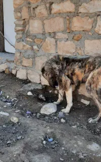 سگ سرابی