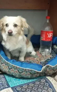 سگ پاکوتاه ماده