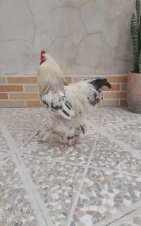 خروس زیبای برهما
