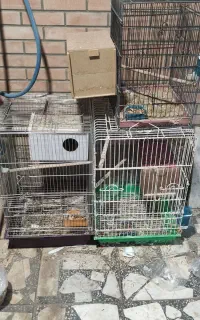 قفس حرفه ای عروس هلندی کاسگو