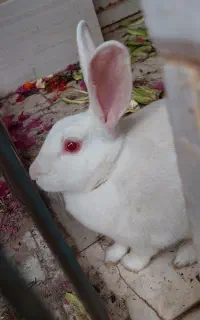 خرگوش سفید چشم شرابی