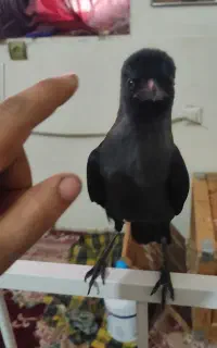 پرنده گم شده سمت گلشهر جنوبی شقایق دوم