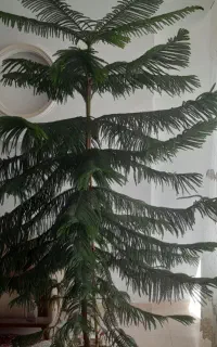 گل گاج
