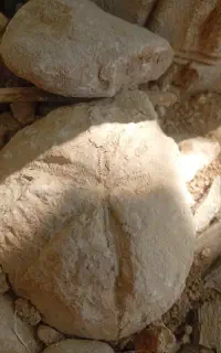 فسیل مرجانی