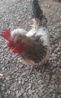 خروس