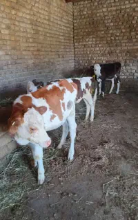 گوساله