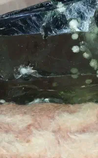 کلکسیونی پروانه برنزی