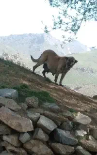 سگ سرابی