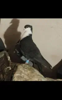 کفتر