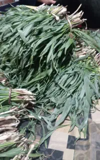 تره تروتازه