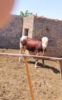 جوانه سمینتال
