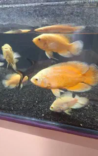 ماهی گوشتخوار/شکاری/اسکار/آنجل/لجنخوارآکواریوم