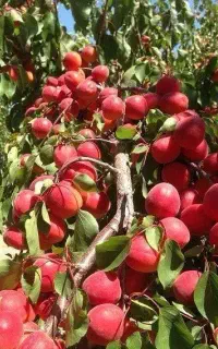ارایه گلدانی ریشه پر