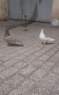 دو تو کبوتر نر وماده