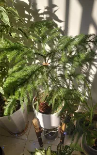 گل مطبق