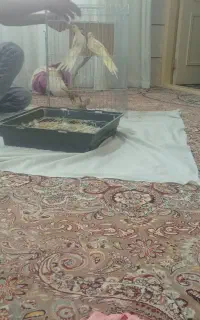 دوتا عروس هلندی