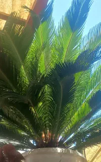 سیکاس صومعه سرا
