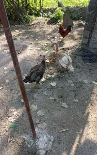 بوقلمون ماده