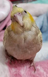 گمشده