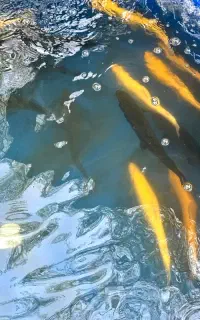 ماهی قزل آلا و سالمون ویژه