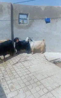 کله پاچه سیرابی و دل وجگر  دو هشتد