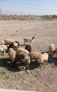 بزماده