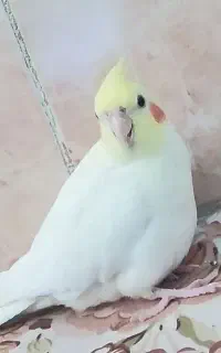 عروس هلندی گم شده مژدگونی هم داده میشه