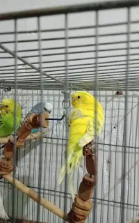 سه تا مرغ عشق