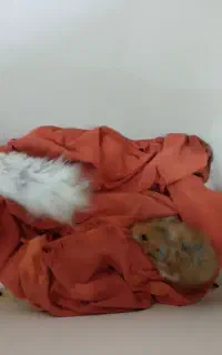 همستر کوچولو