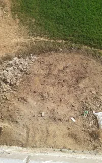 کود گاو