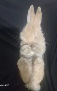 خرگوش لوپ ماده