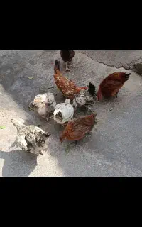 جوجه محلی لنده