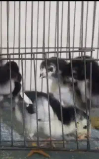 جوجه اوشامو گردن لرزون