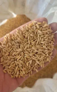 خریدار گندم دیم به صورت نقد