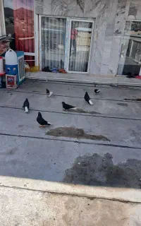 کفتر