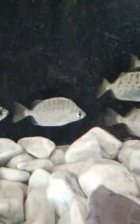 ماهی سیلور اسکات