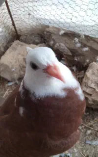 کبوتر کاکلی نر ابلغ