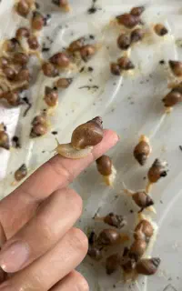 بچه حلزون اچاتینا ۳۰تومان