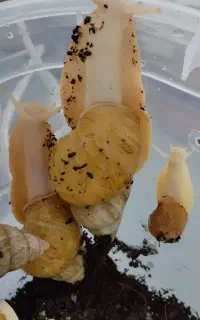 حلزون آچاتینا