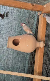 دو جفت فنچ نرگسی ضمانتی