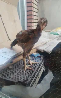 مرغ وجوجه لاری
