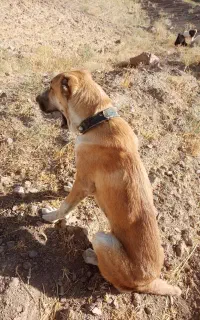سگ گله نگهبان سن 10 ماه