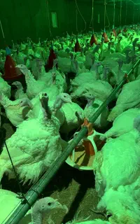 بوقلمون گوشتی ارگانیک